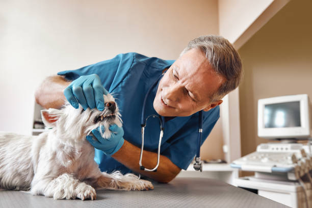 Best Emergency Dentist for Knocked-Out Tooth in Colfax, WA